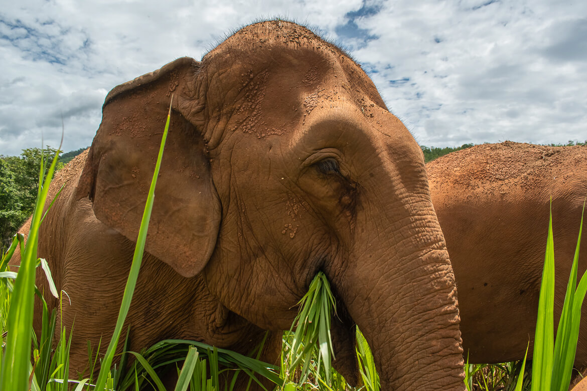 Asian elephant eating sugarcane leaves at Karen Elephant Serenity, Thailand