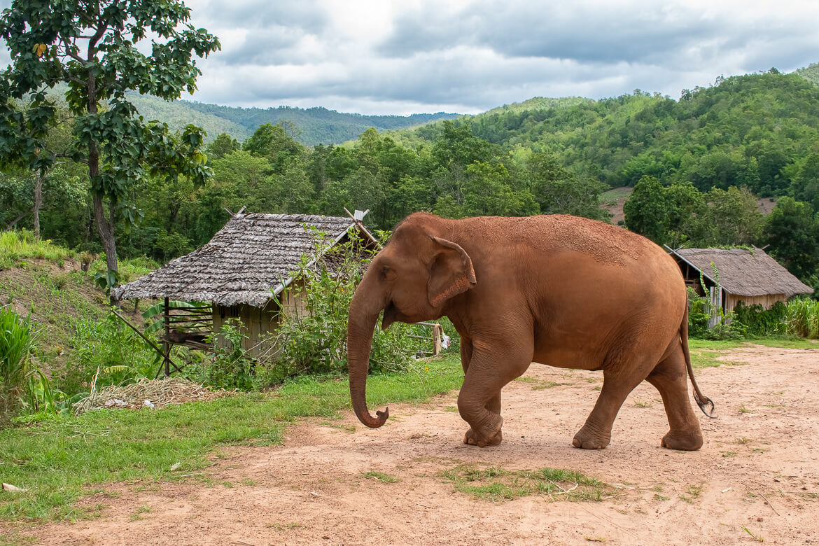 Elephant walking towards sugarcane field nearby, Thailand
