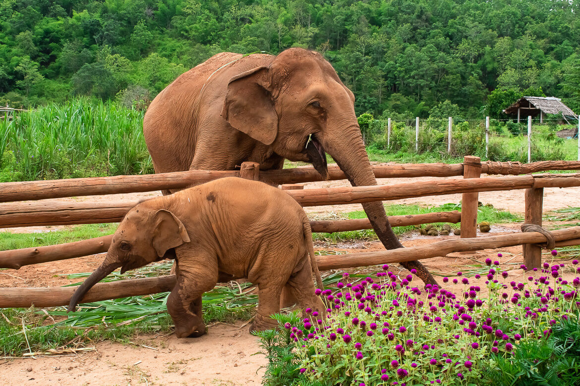 Baby and mom elephants at Karen Elephant Serenity Sanctuary in Thailand