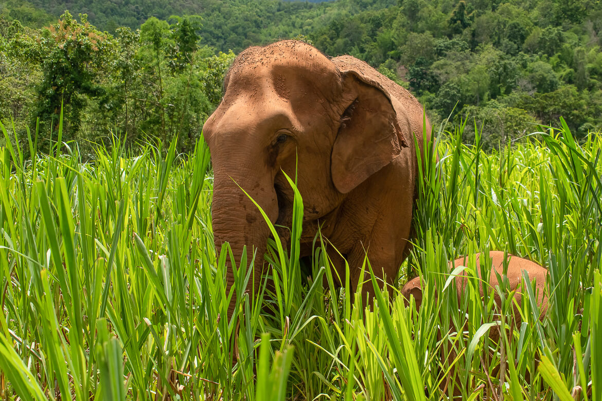 Baby and mom elephants walking in sugarcane field in Thailand