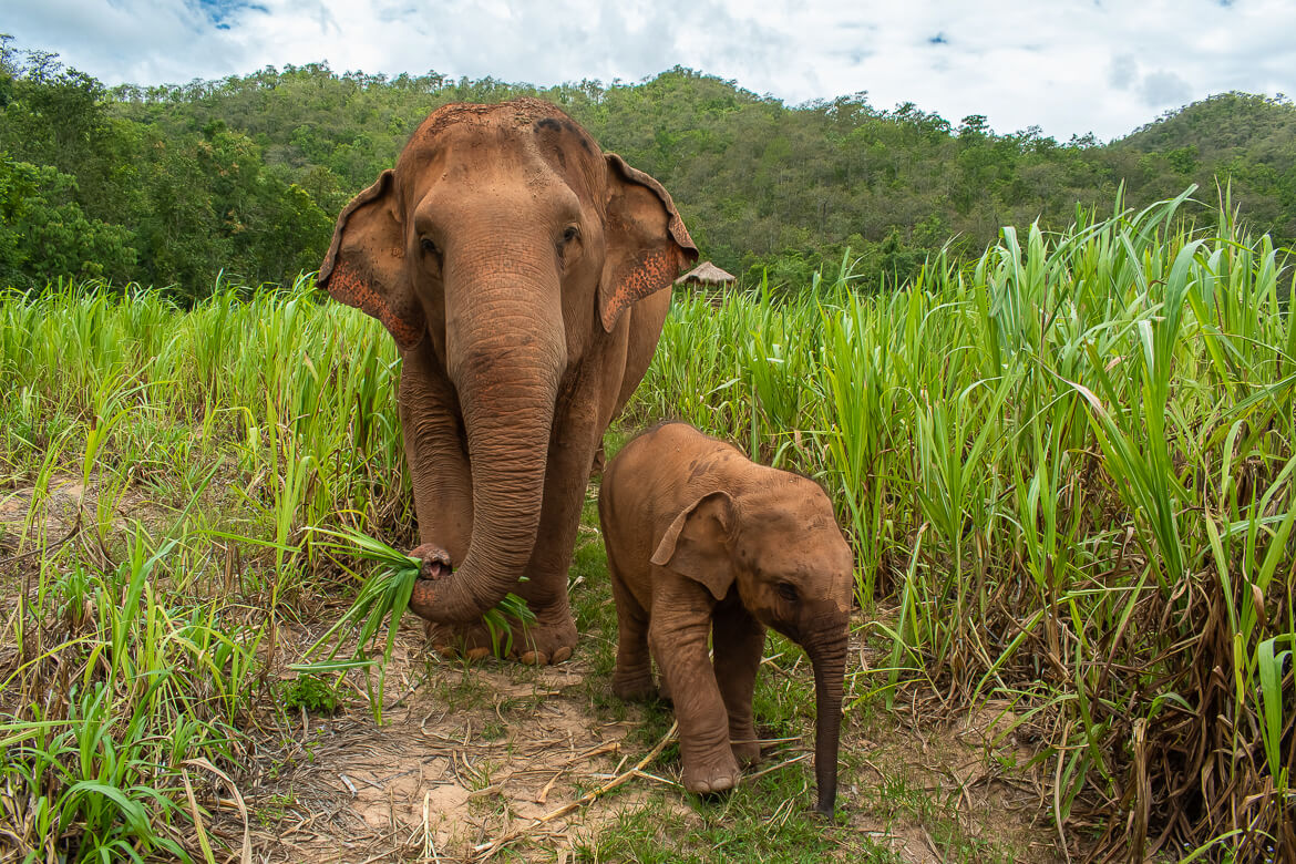 Baby elephant and her nanny walking in sugarcane field in Thailand