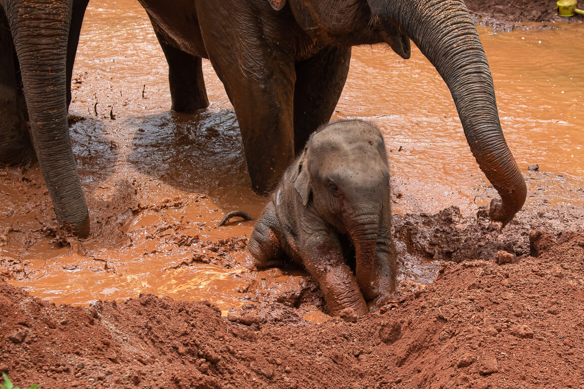 Baby elephant getting muddy