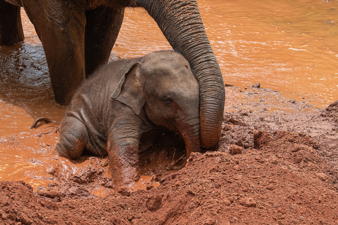 Baby elephant in mud, Thailand sanctuary
