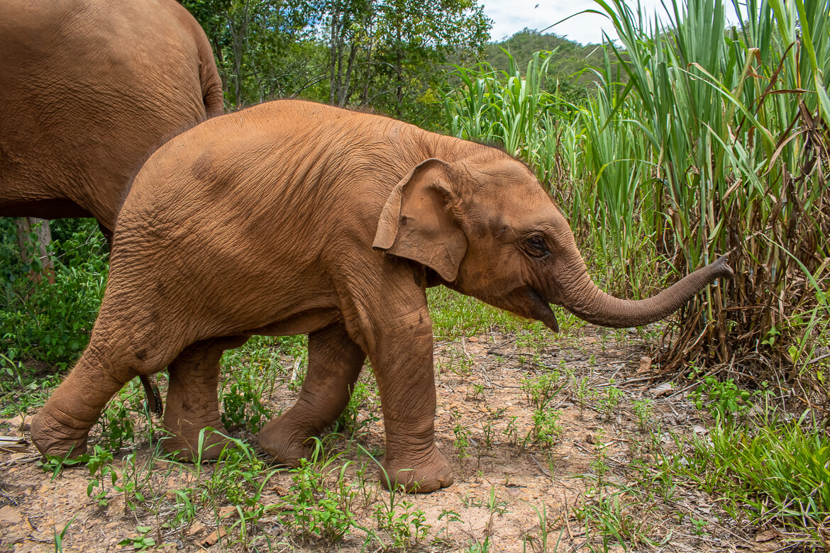 Baby elephant Heng Heng walking in sugarcane field, Thailand