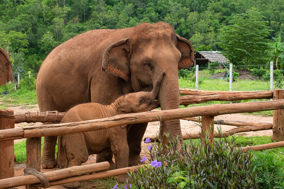 Sweet baby elephant with her nanny in elephant sanctuary in Thailand