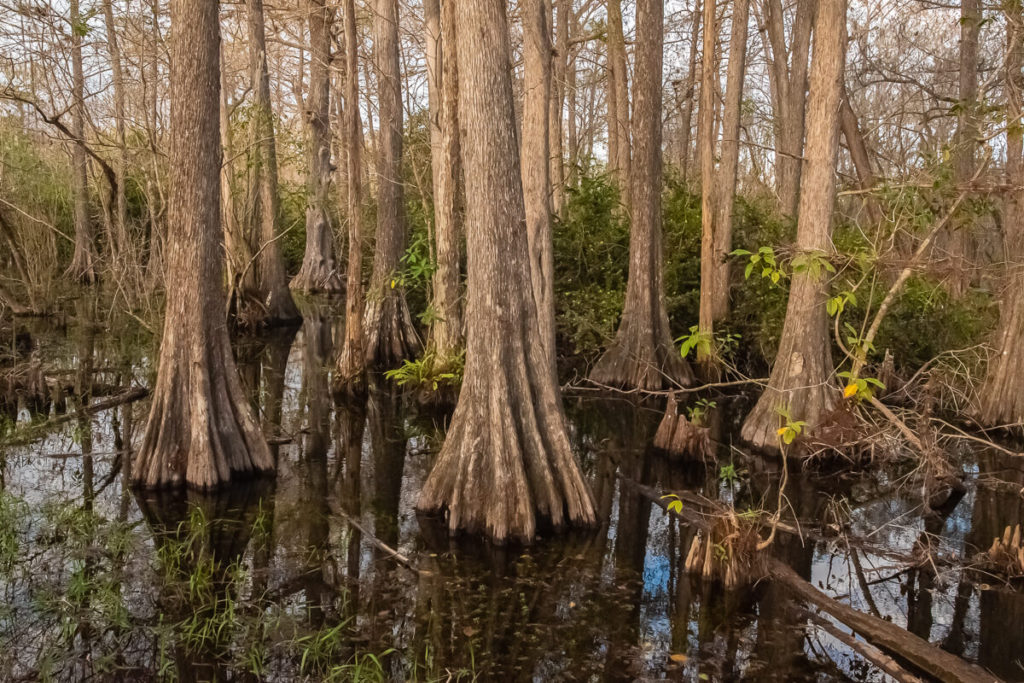 A closer look at cypress trees along Kirby Storter Trail