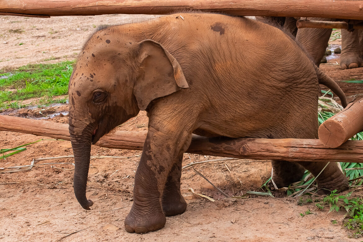 Cute baby Heng Heng at Karen Elephant Serenity Sanctuary in Thailand