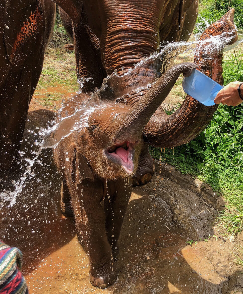 Cute baby elephant taking a shower at Karen Elephant Serenity Sanctuary in Thailand