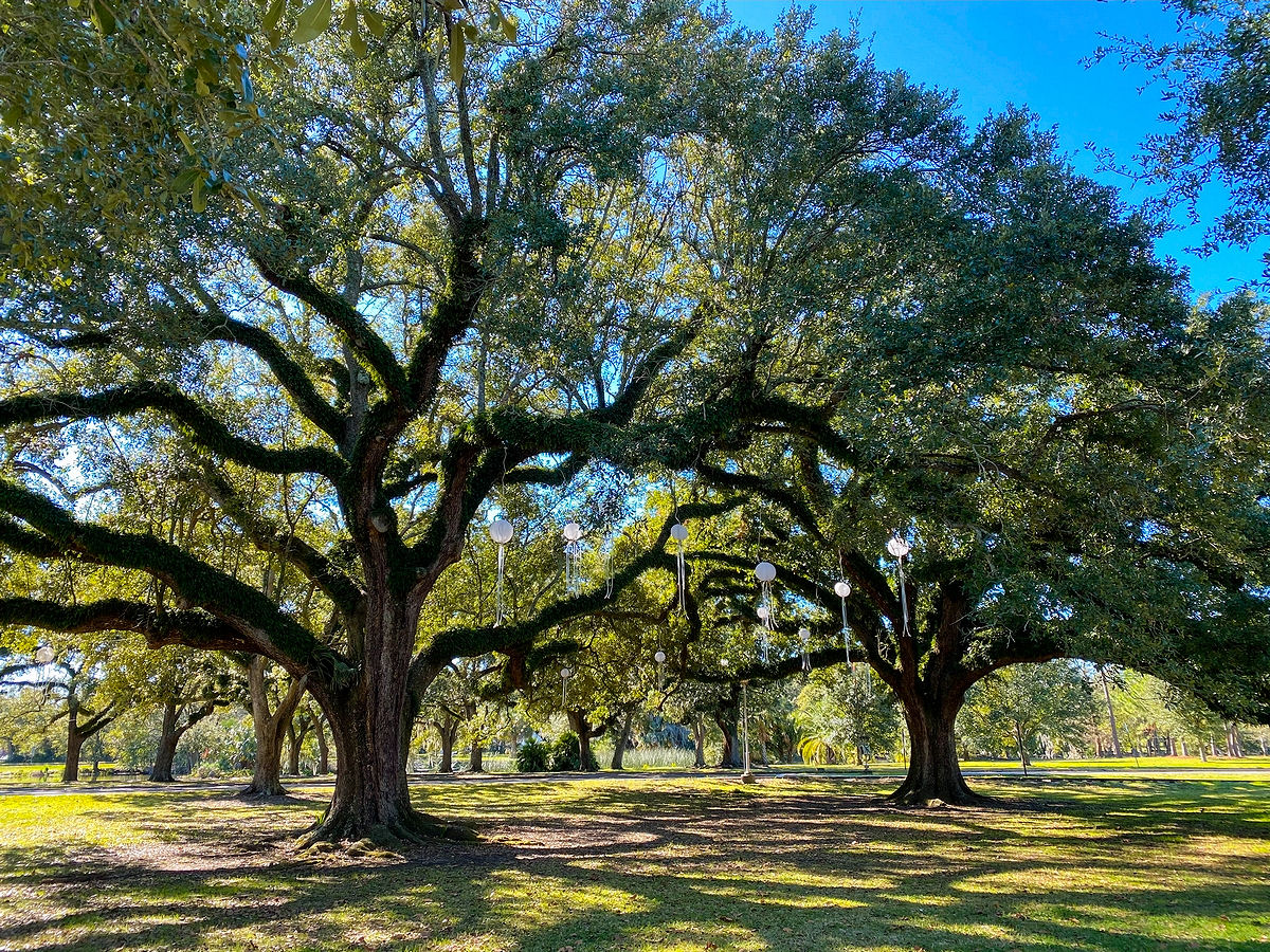 Decorated live oak trees in New Orleans City Park