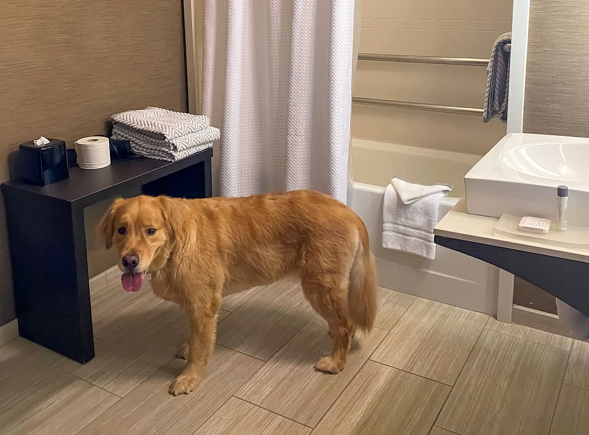Sammy dog in the bathroom at Cambria Hotel