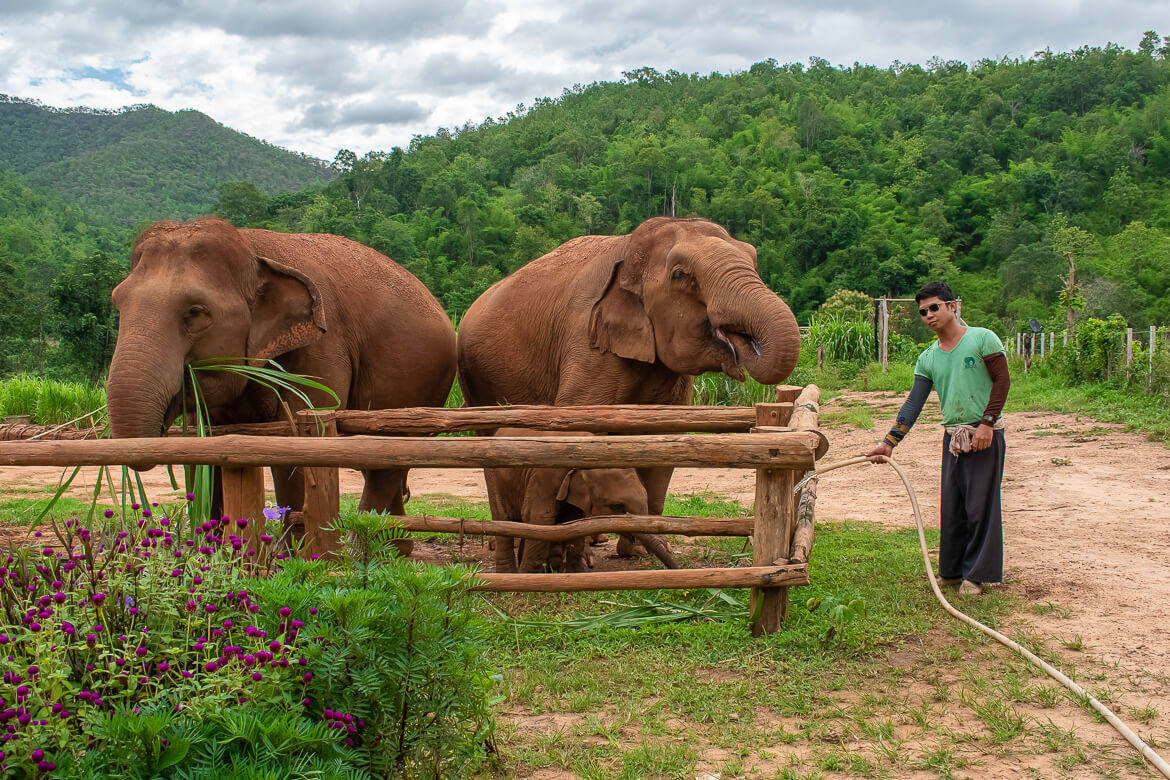 Elephant caretaker giving water to the elephants