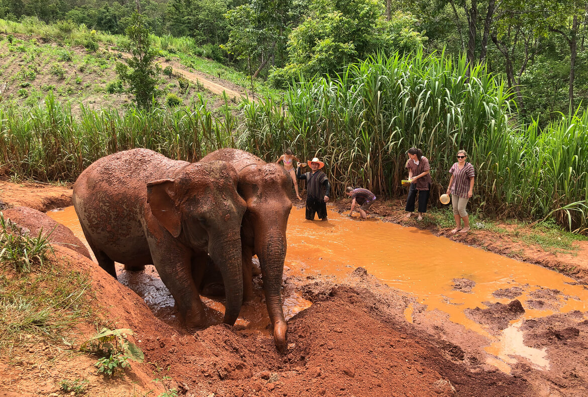 Elephant mud bath at Karen Elephant Serenity, Thailand