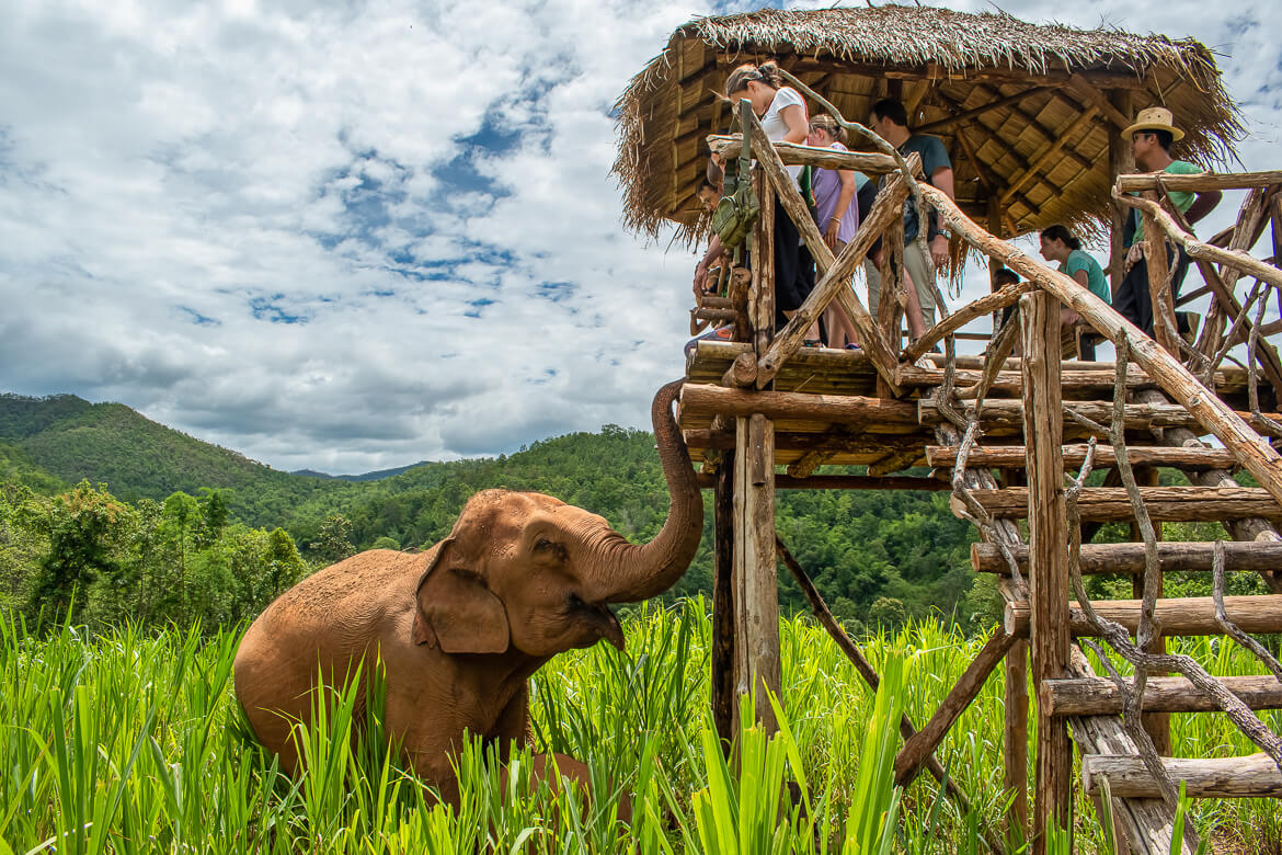 Elephant standing near shelter in Karen Elephant Serenity Sanctuary in Thailand