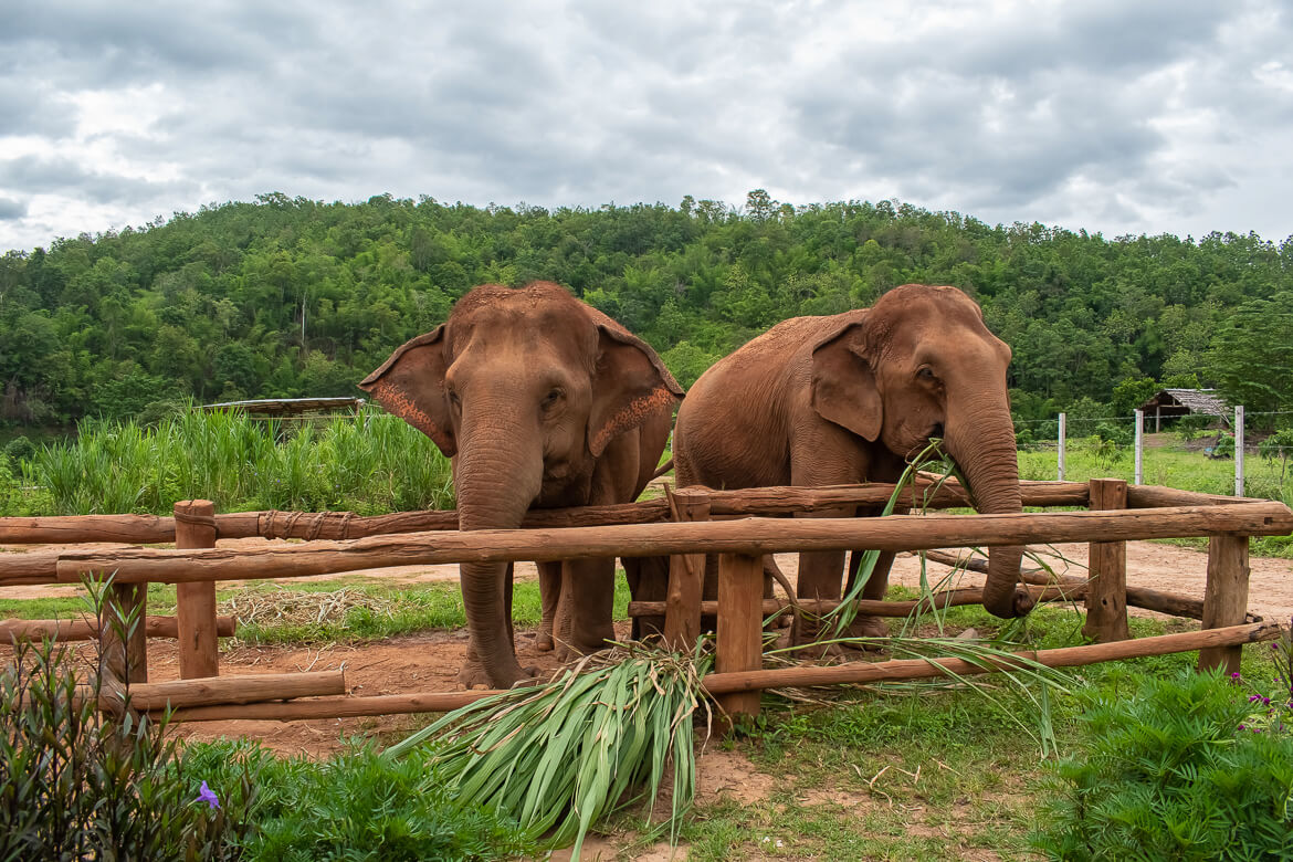 Elephants eating sugarcane leaves for breakfast, Thailand