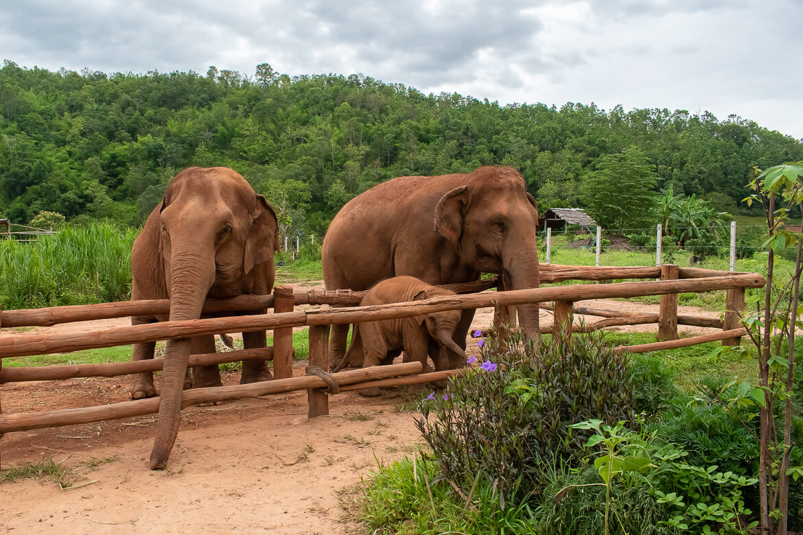 Three elephants in feeding area in Karen Elephant Serenity, elephant sanctuary in Thailand