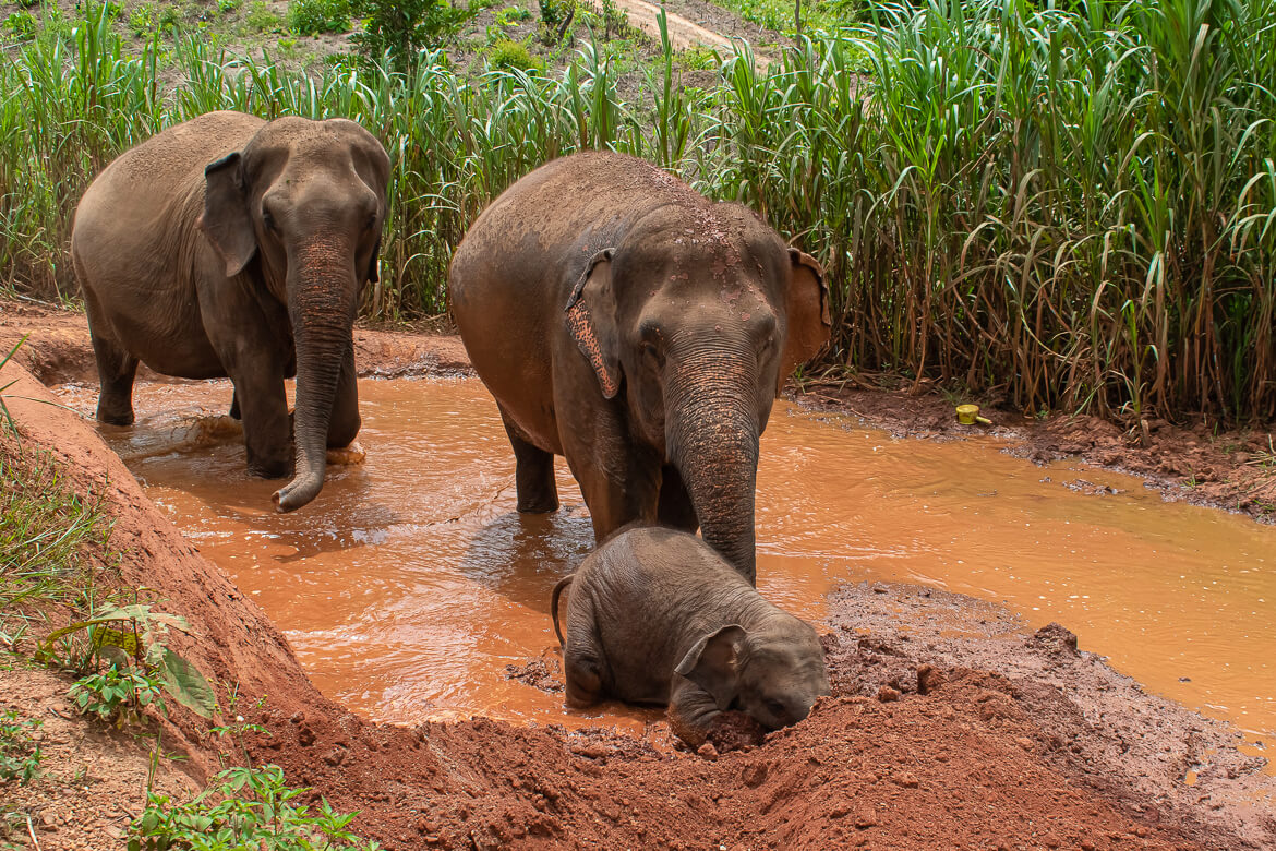 Elephants in mud pit at Karen Elephant Serenity Sanctuary in Thailand