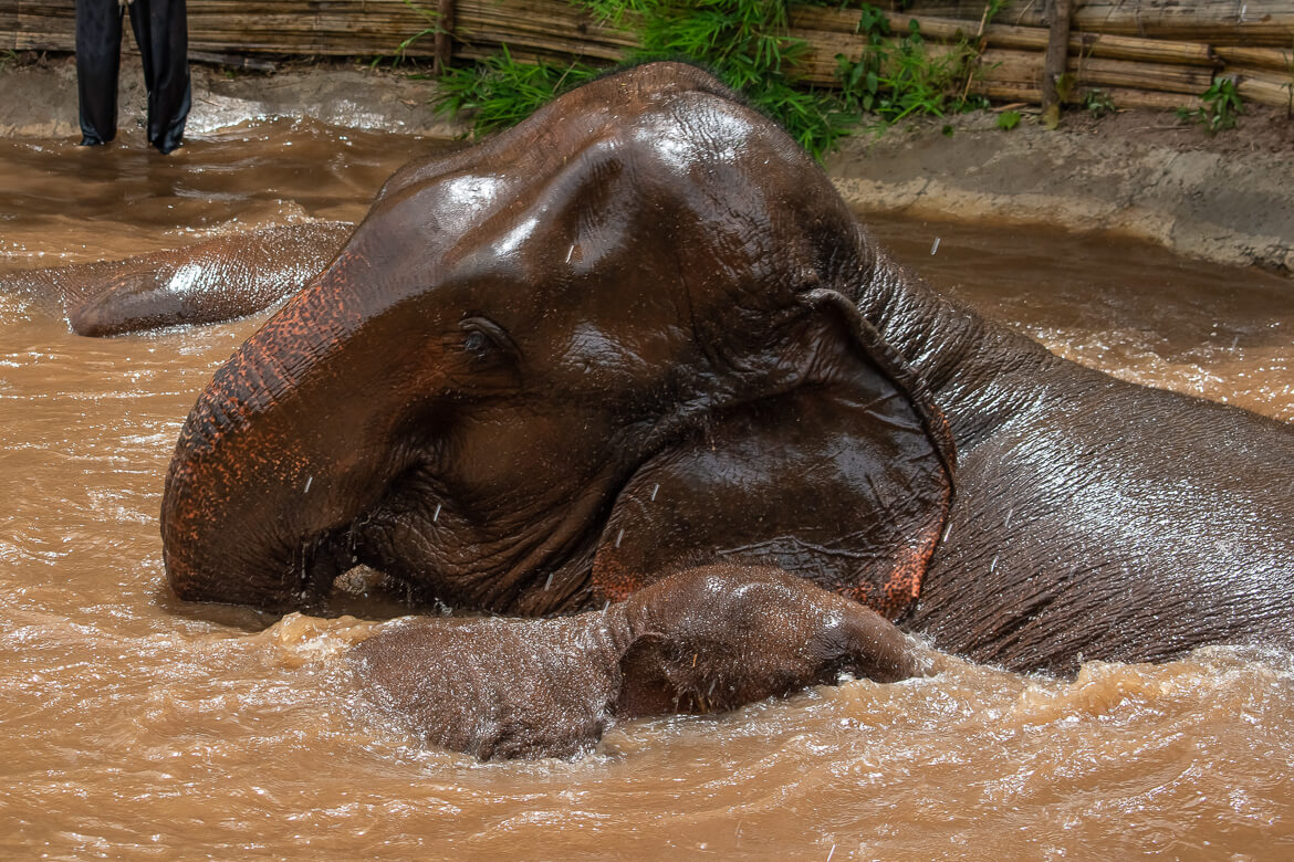 Elephants in water, Thailand