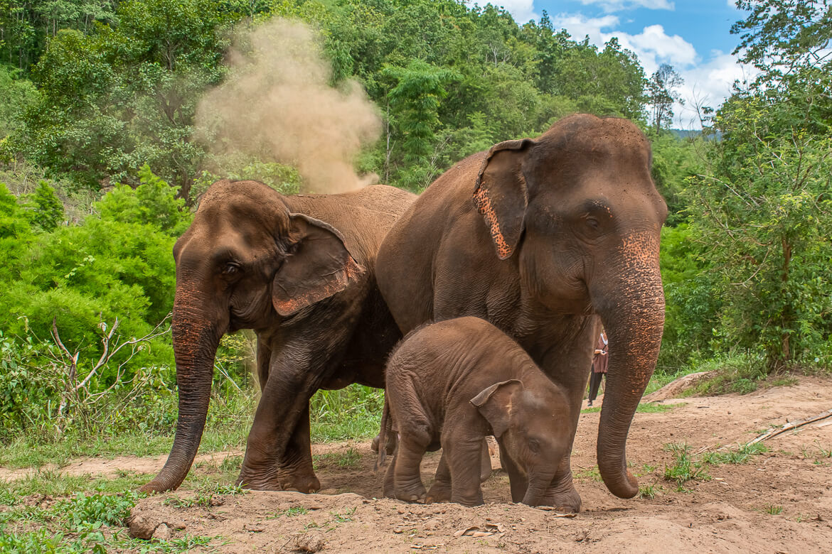 Elephants throwing dirt, Thailand elephant sanctuary