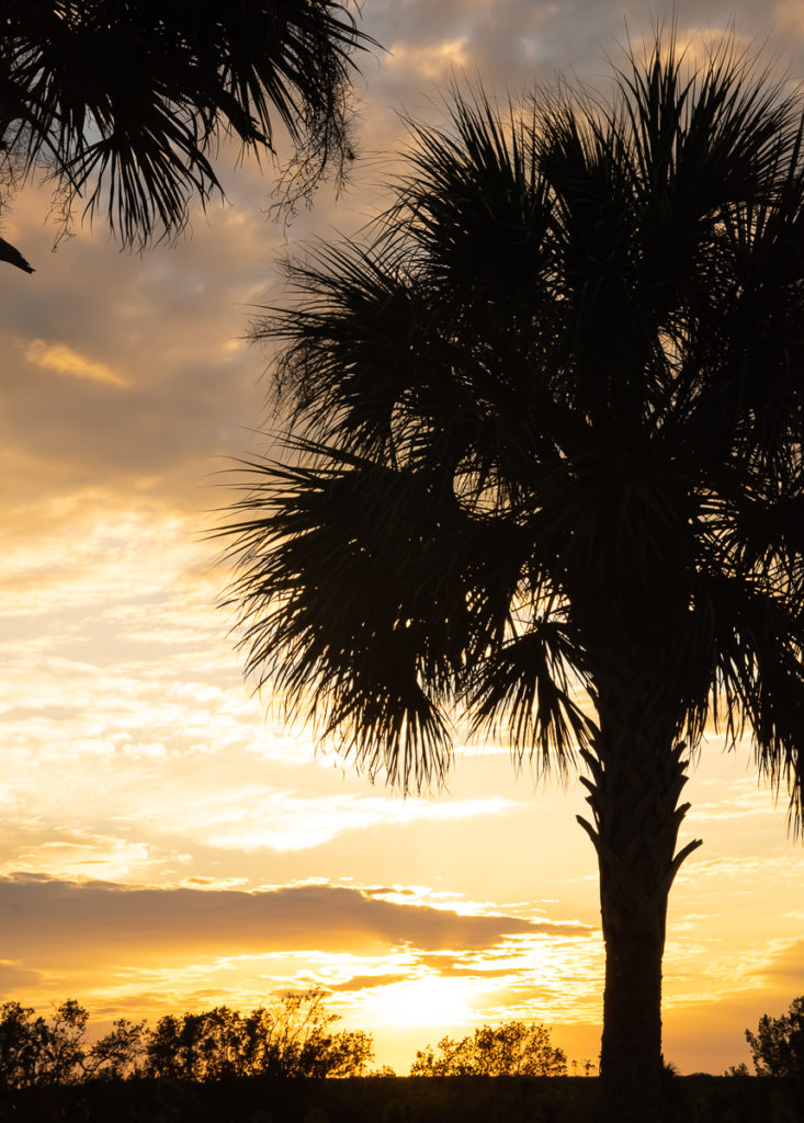 Florida palm tree at sunset