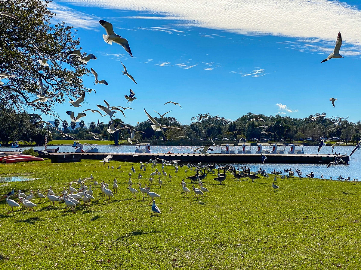 Birds flying around near Big Lake, City Park New Orleans