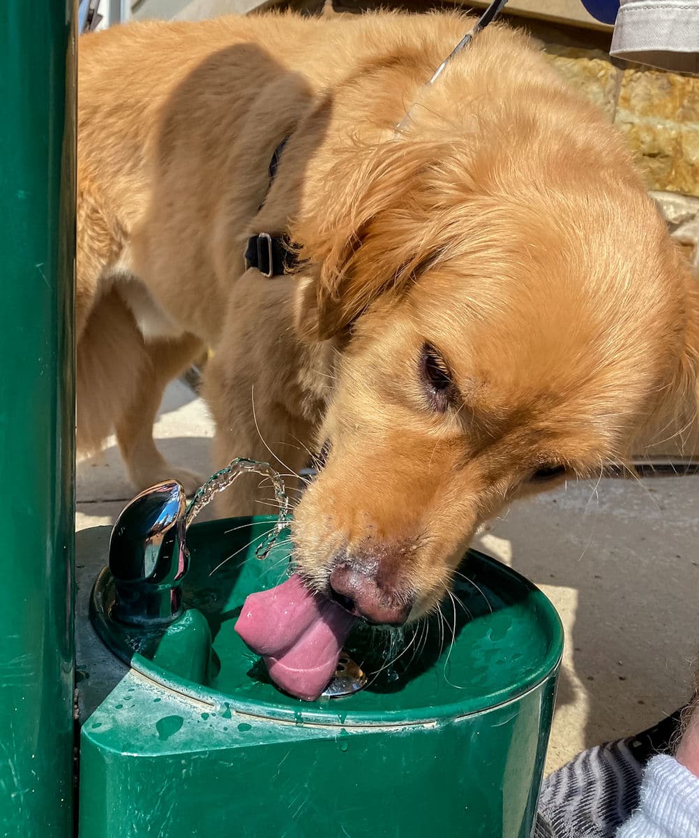 Dog drinking fountain in Oak Point Park in Plano, Texas