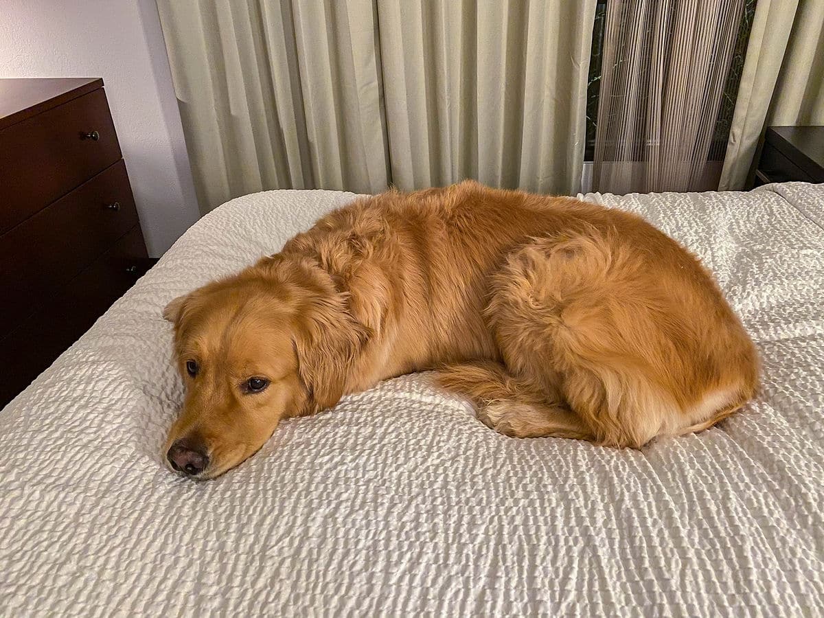 Sammy the Golden Retriever relaxing at the hotel room