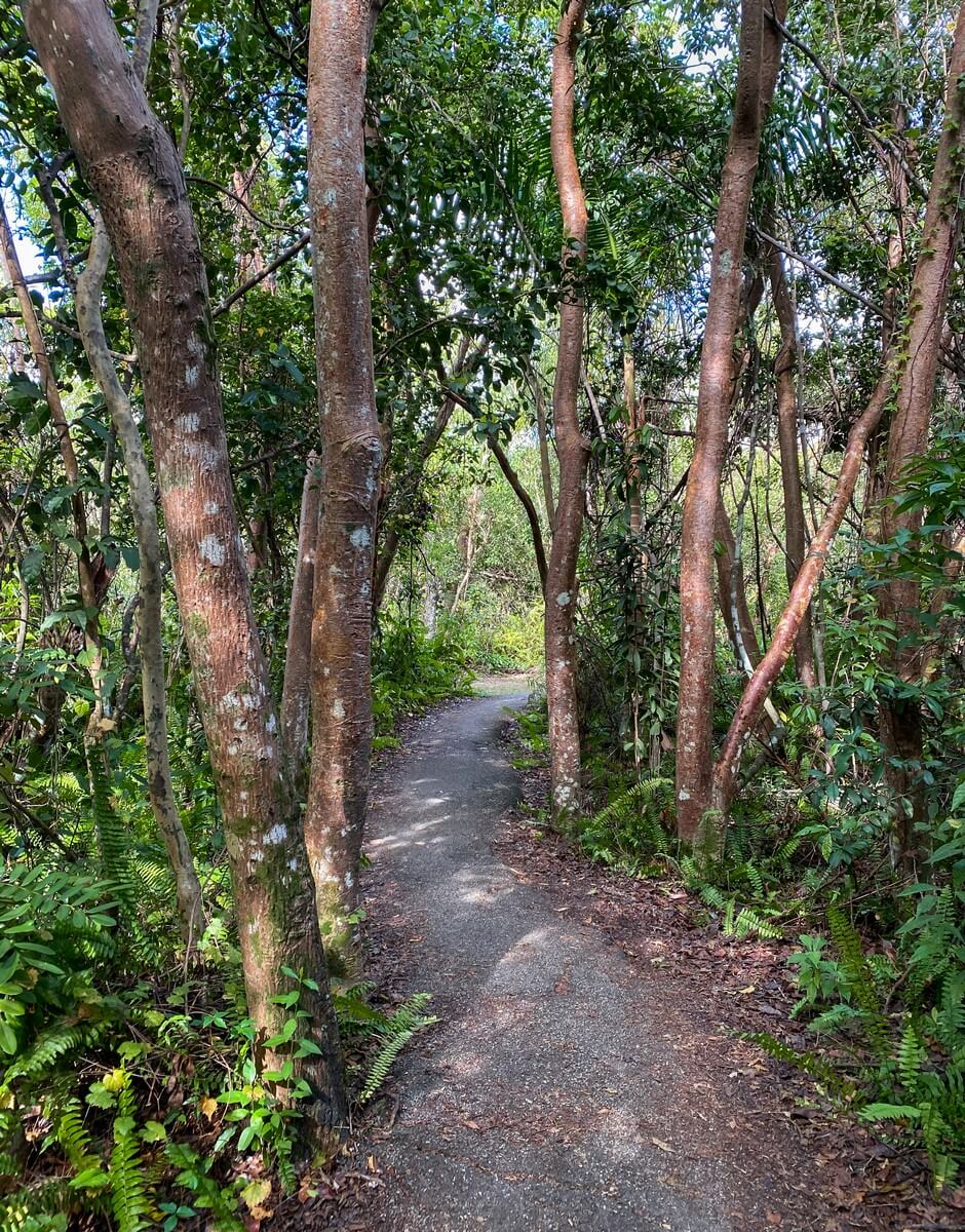 Gumbo-Limbo trees in the Everglades