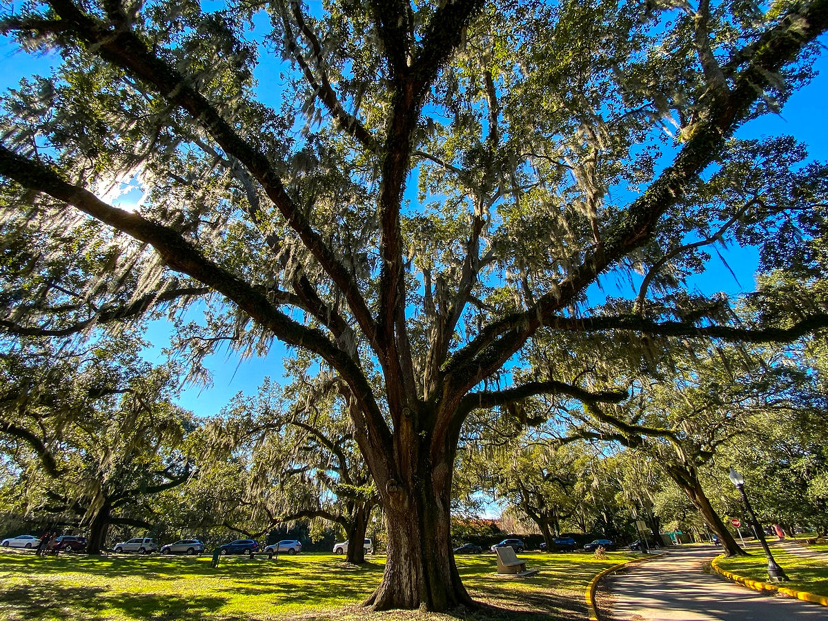 Large live oak tree, City Park New Orleans