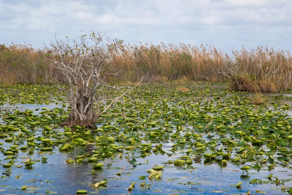Lily pads near Anhinga Trail in The Everglades