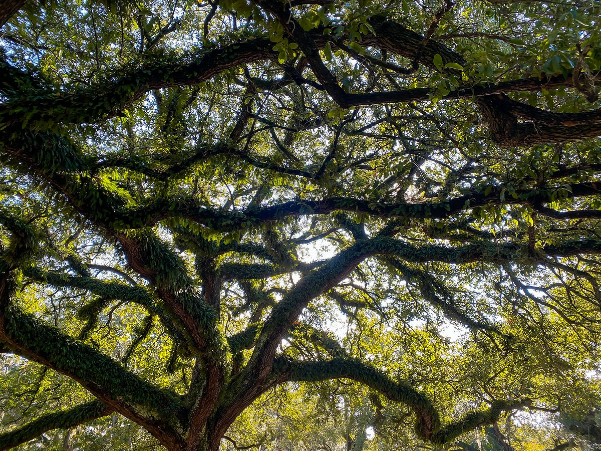 Live oak tree branches