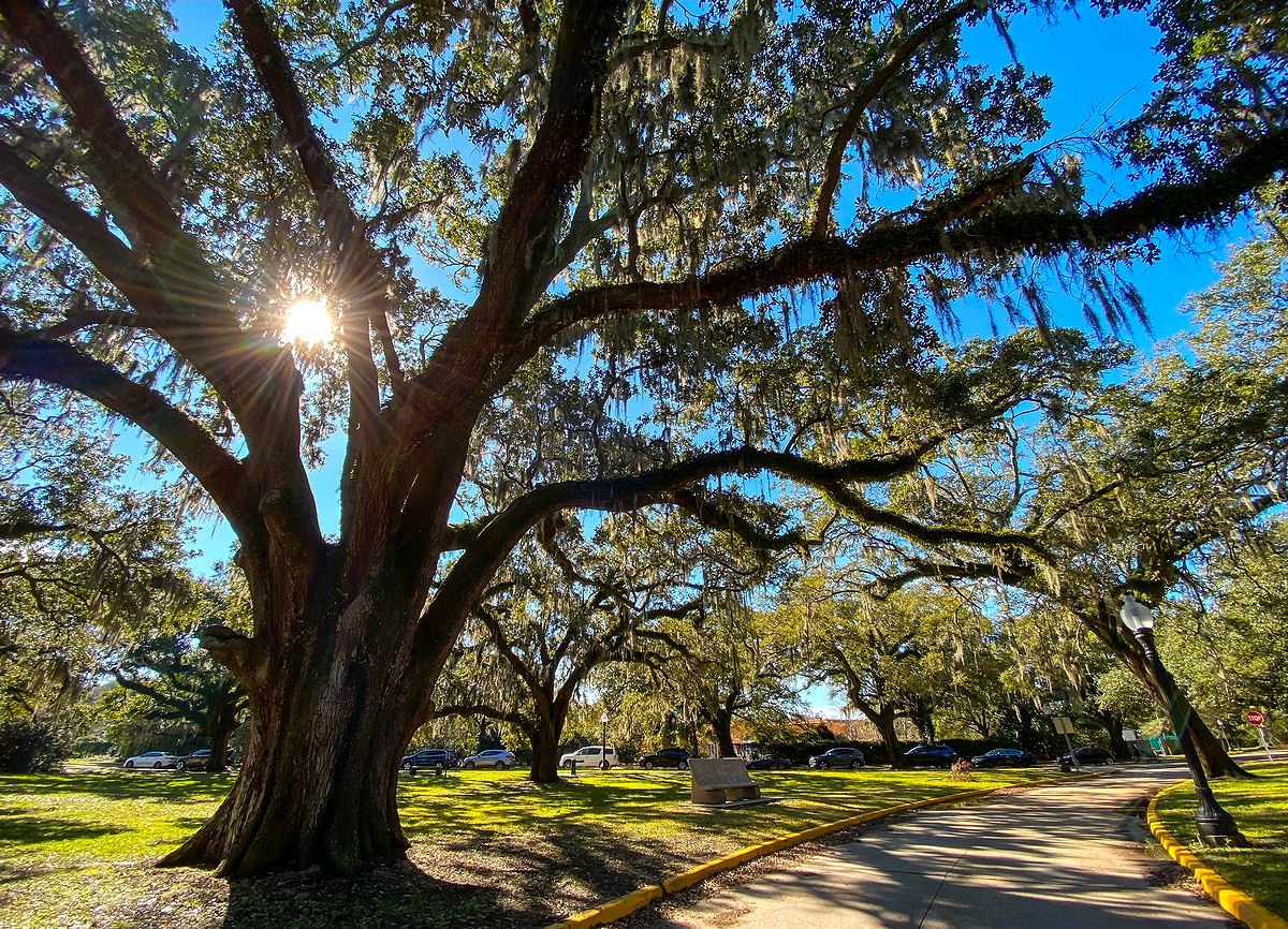 Live oak trees, City Park New Orleans