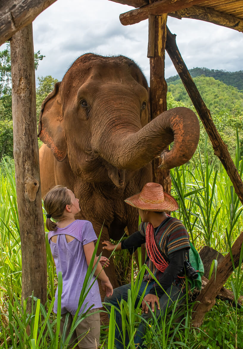 Looking up at large Asian elephant at a Thai sanctuary