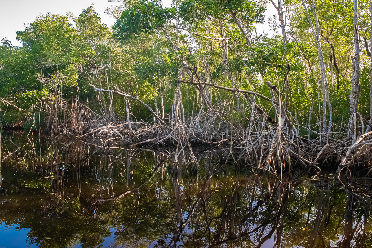 Mangrove trees with tangled roots in Everglades National Park
