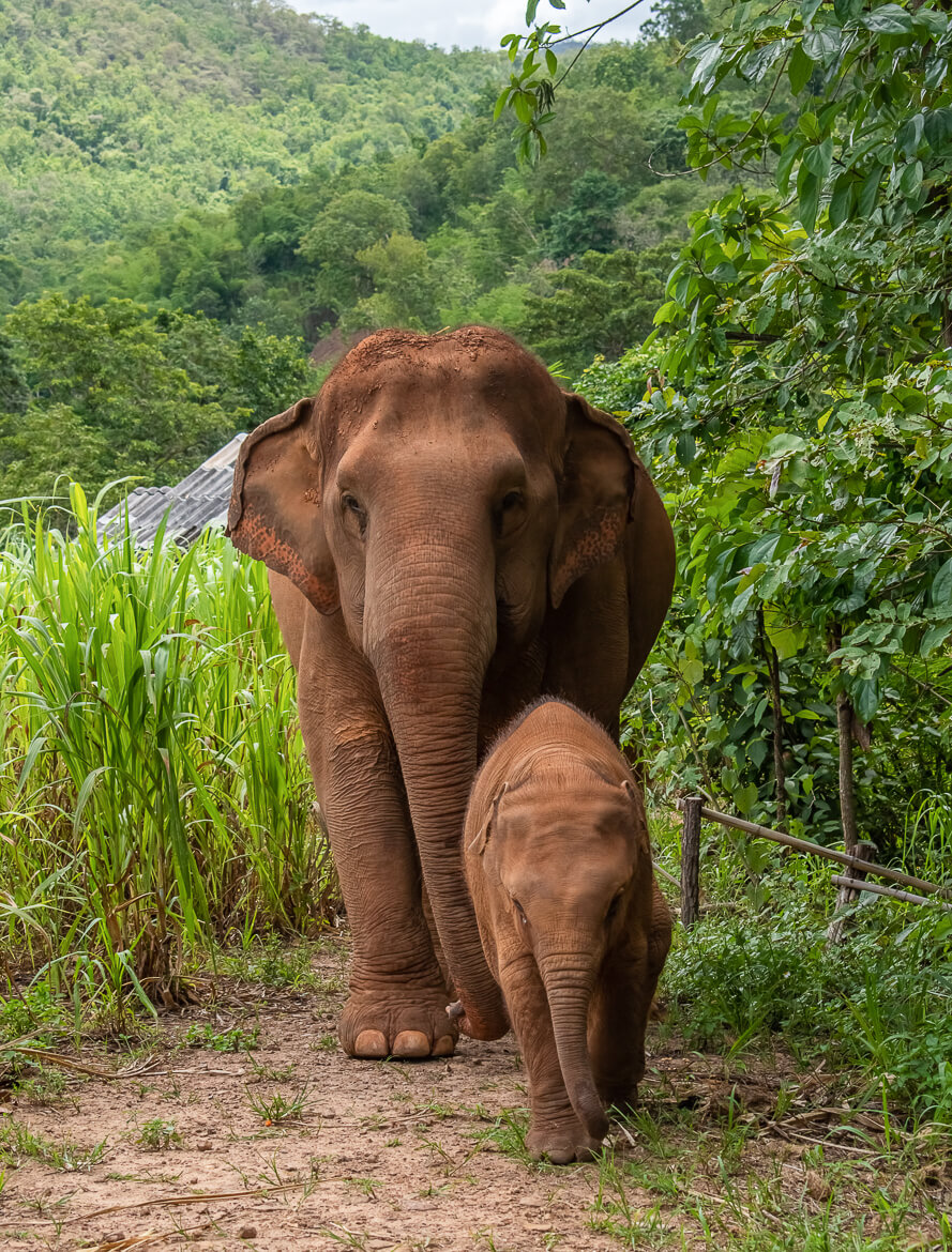 Adult elephant and baby elephant walking together near sugarcane field, Thailand
