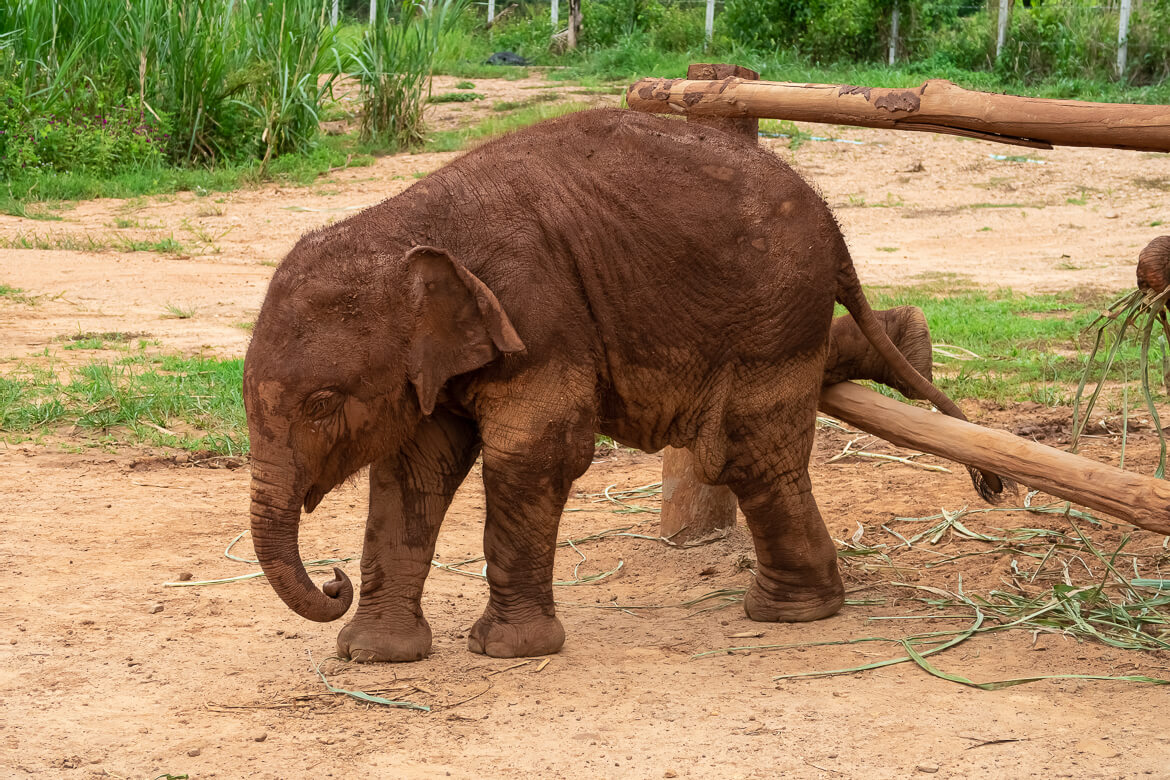 Naughty baby elephant, Thailand sanctuary