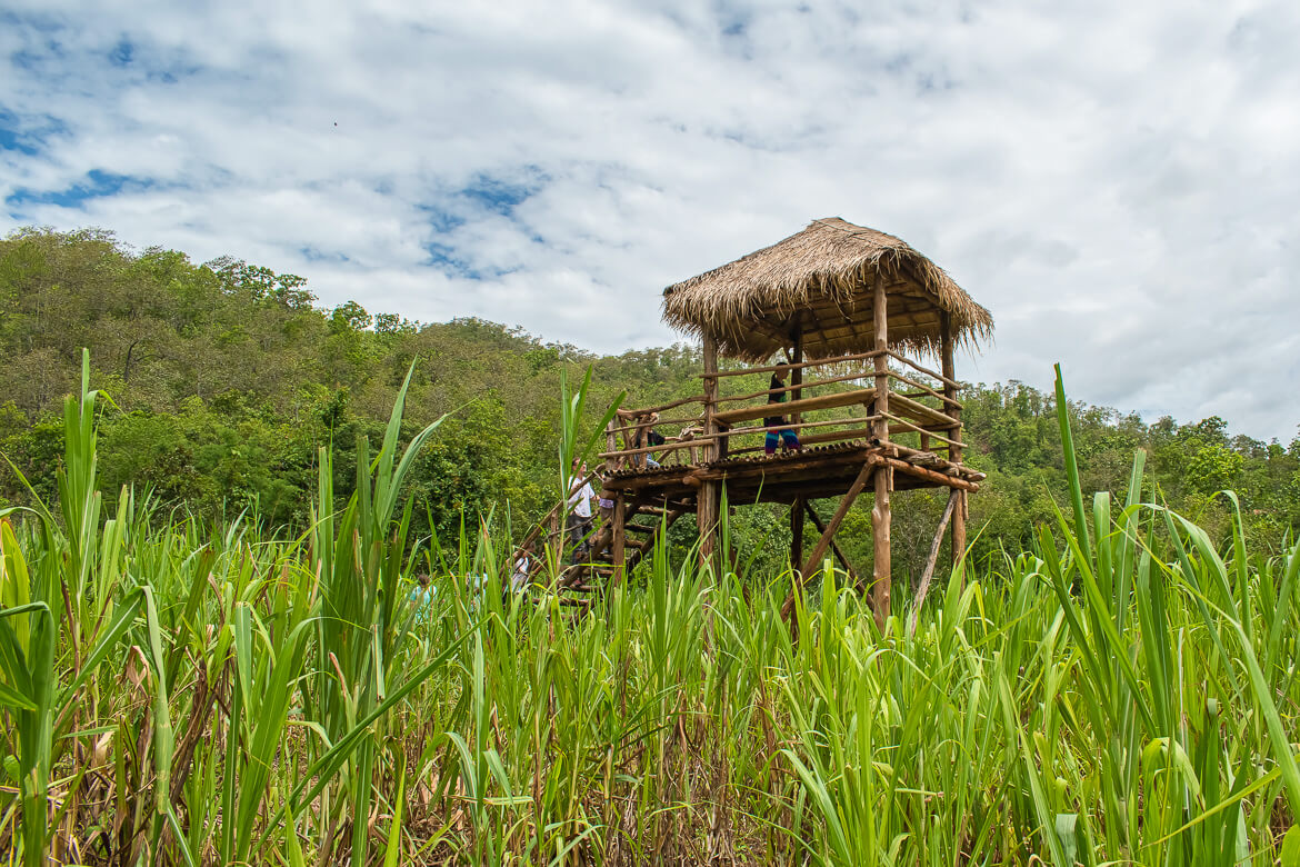 Elevated shelter in the sugarcane field at Karen Elephant Serenity