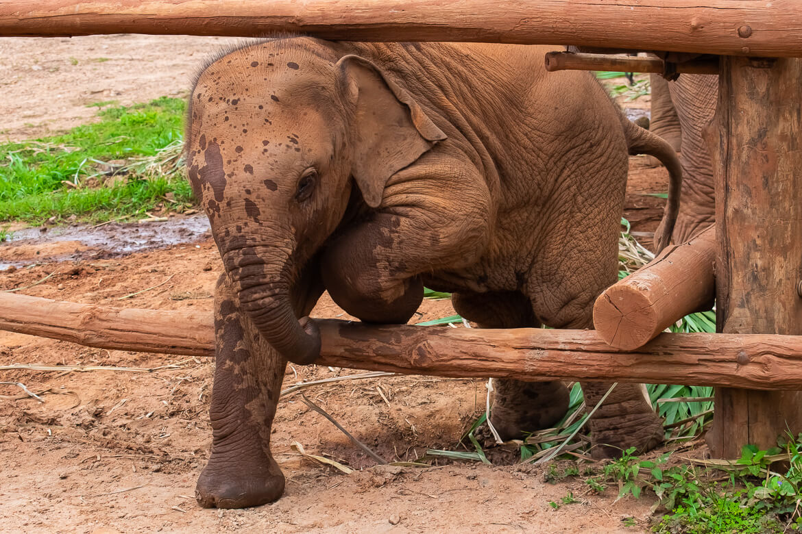 Baby elephant sneaking under fence