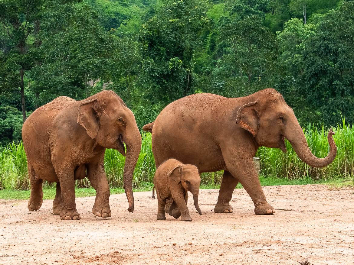 best elephant sanctuary to visit in thailand