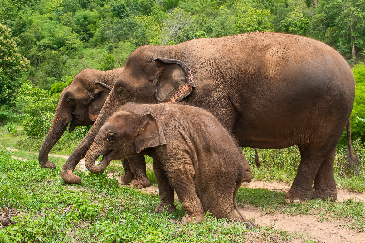Three elephants, Karen Elephant Serenity, Thailand