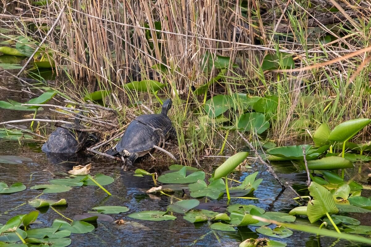 Turtles in Everglades National Park