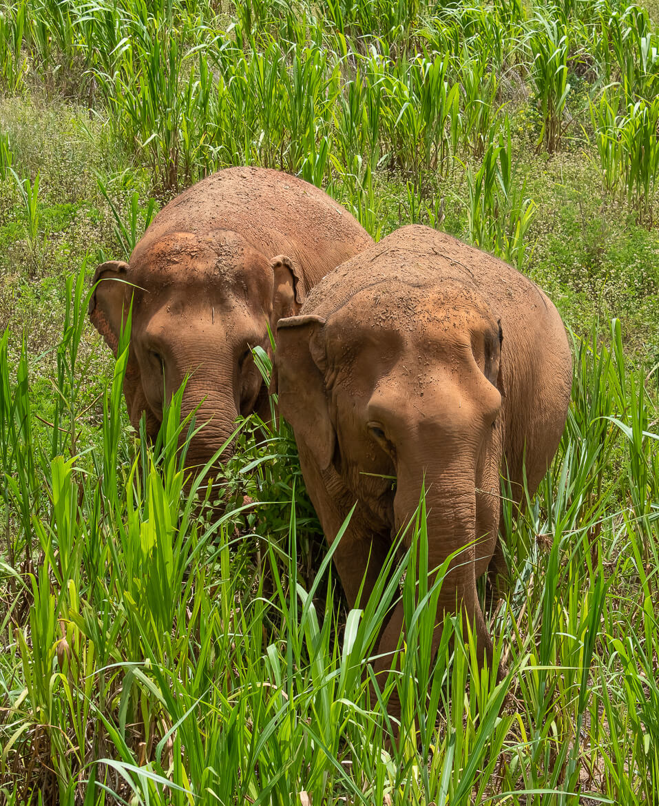 Two elephants in sugarcane field, Chiang Mai, Thailand