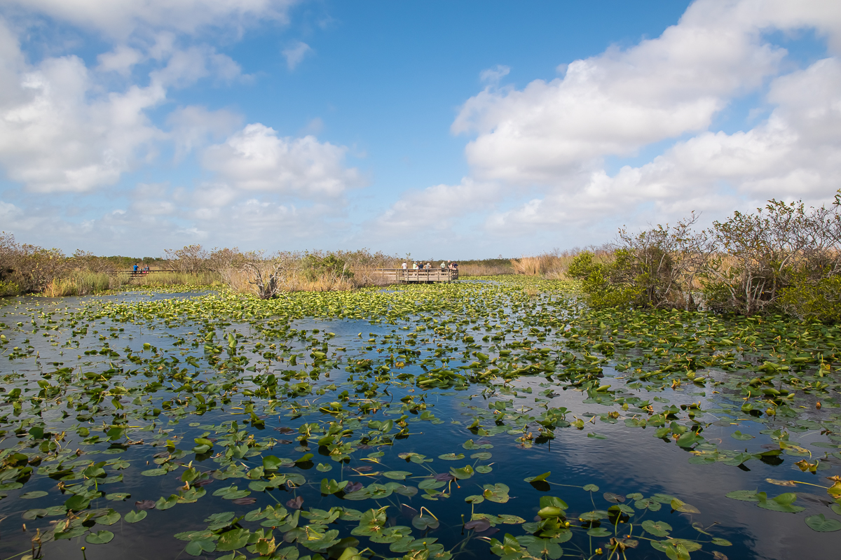 View of the nesting area near Anhinga Trail in Everglades National Park
