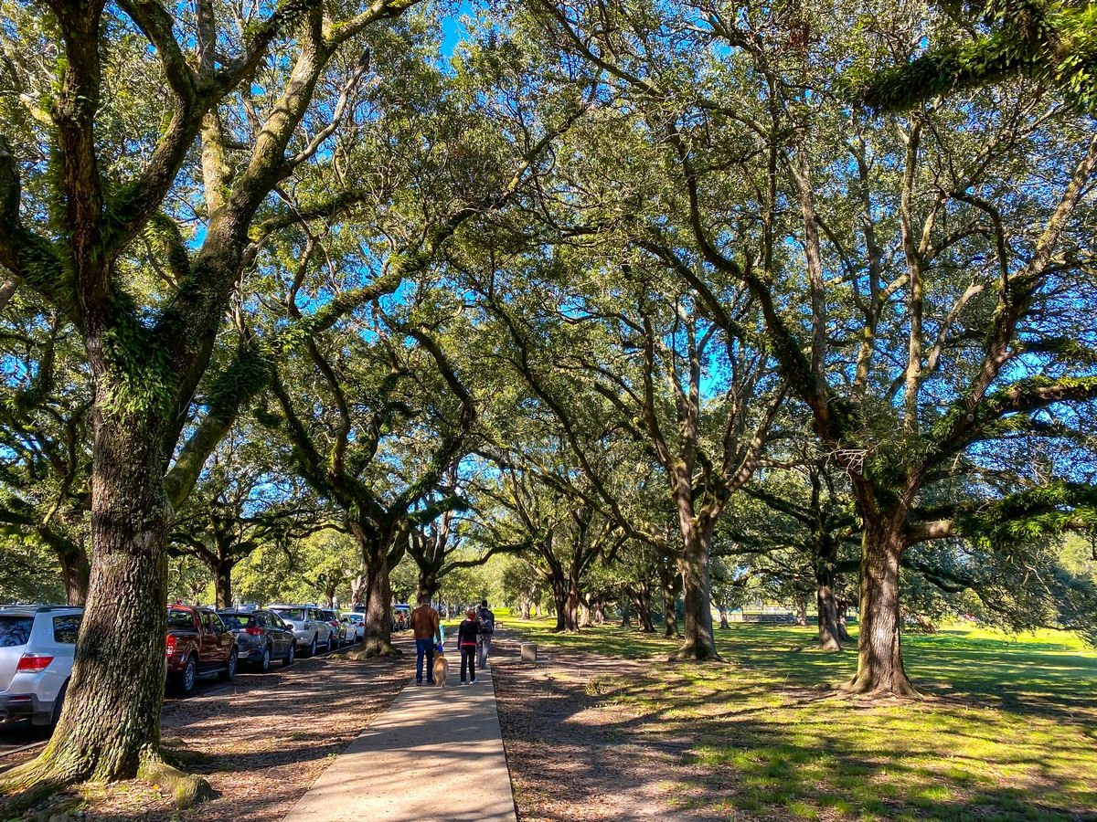 Walking among live oak trees, City Park New Orleans