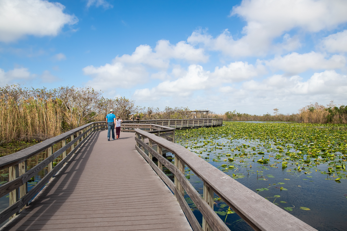 Walking on Anhinga Trail in The Everglades