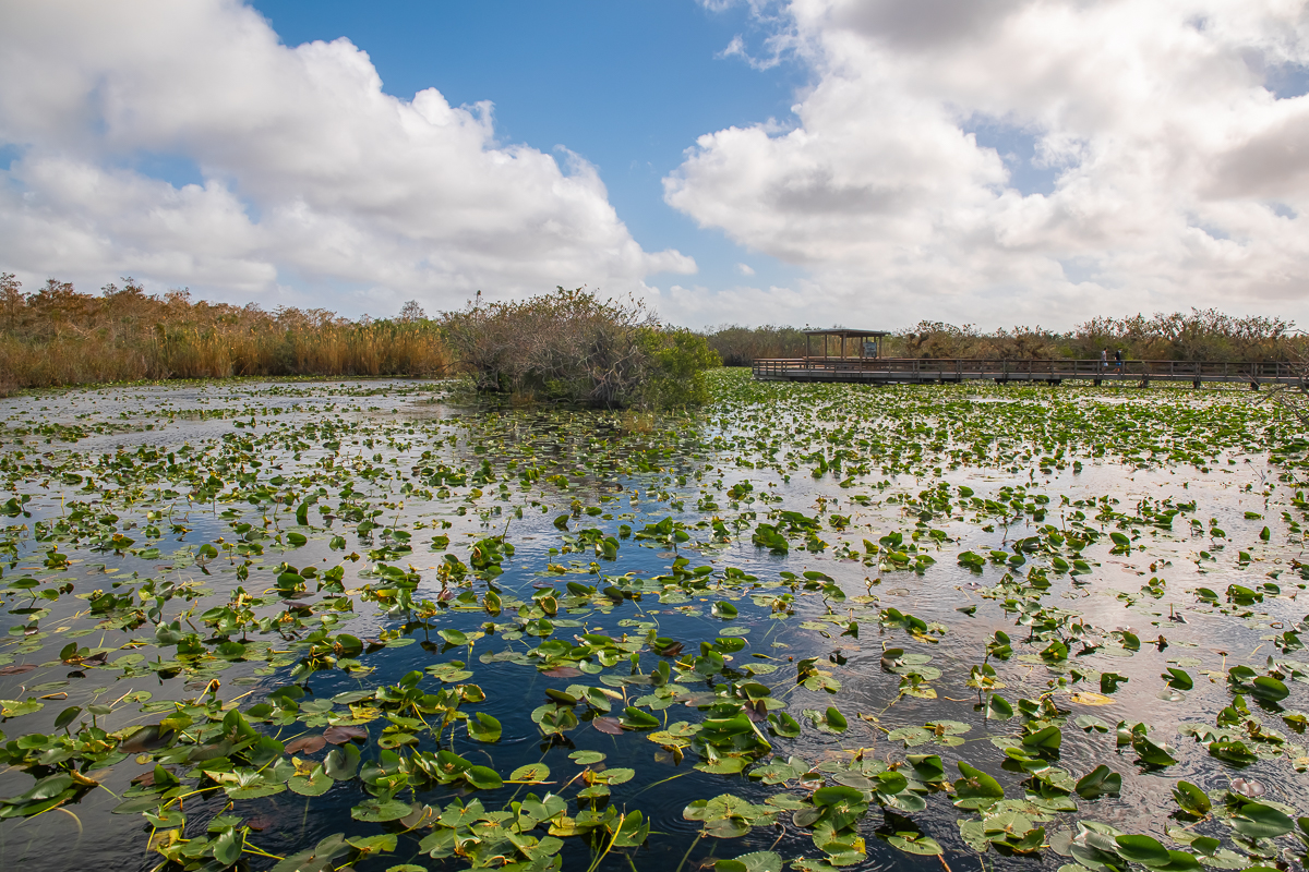 View of Anhinga Nesting Area in Everglades National Park